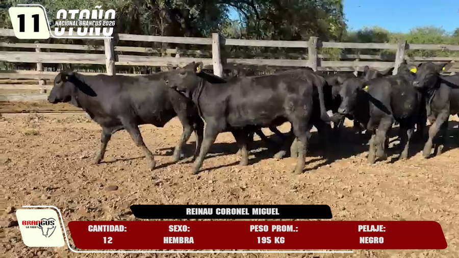 Lote LOTE 11