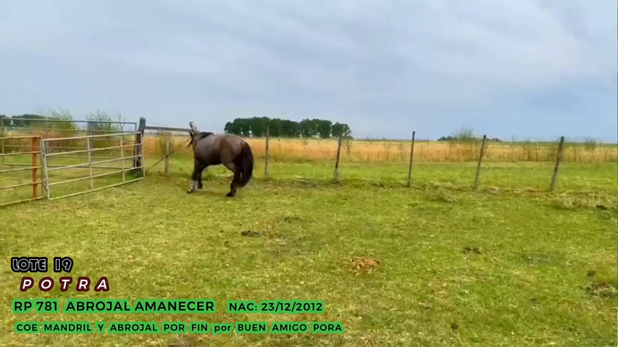 Lote Abrojal Amanecer