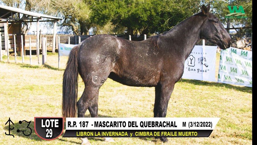 Lote MASCARITO DEL QUEBRACHAL