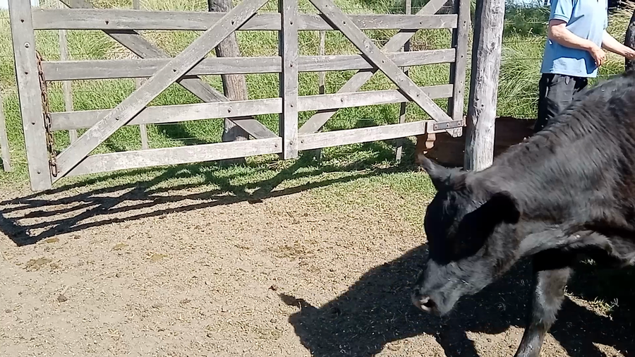 Lote 41 Terneros/as en Salazar, Buenos Aires