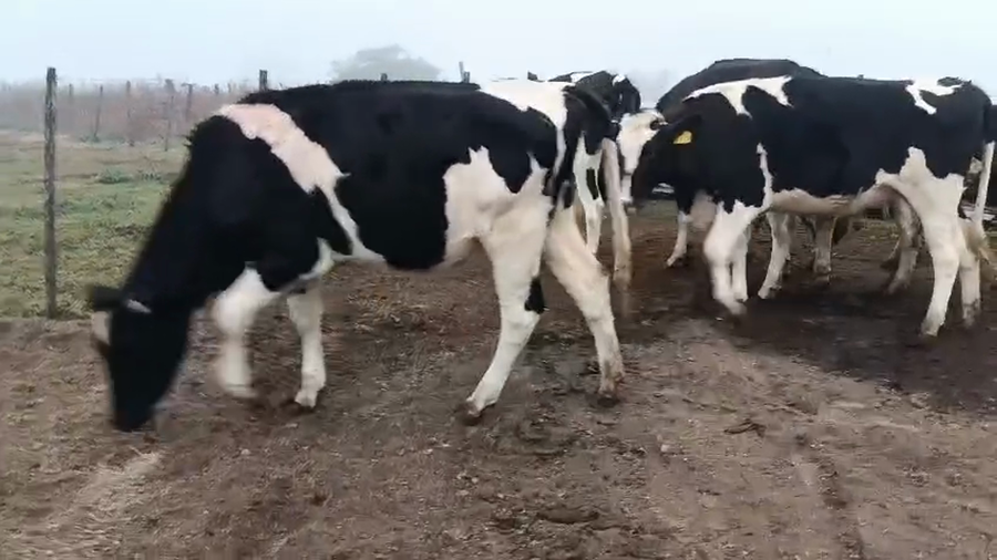 Lote 9 Vaquillonas  a remate en Pantalla Especial de Otoño, San José