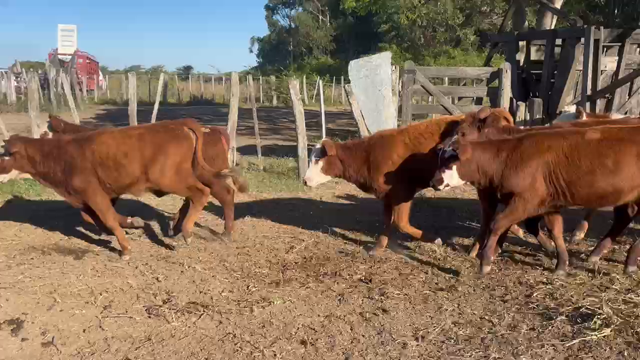 Lote 50 Terneras en Corrientes, Saladas