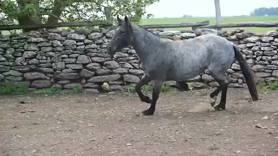 Lote SERENATA DEL LOCAL