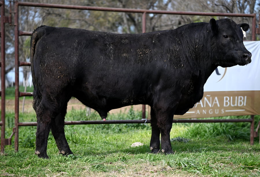 Lote TOROS PUROS DE PEDIGREE