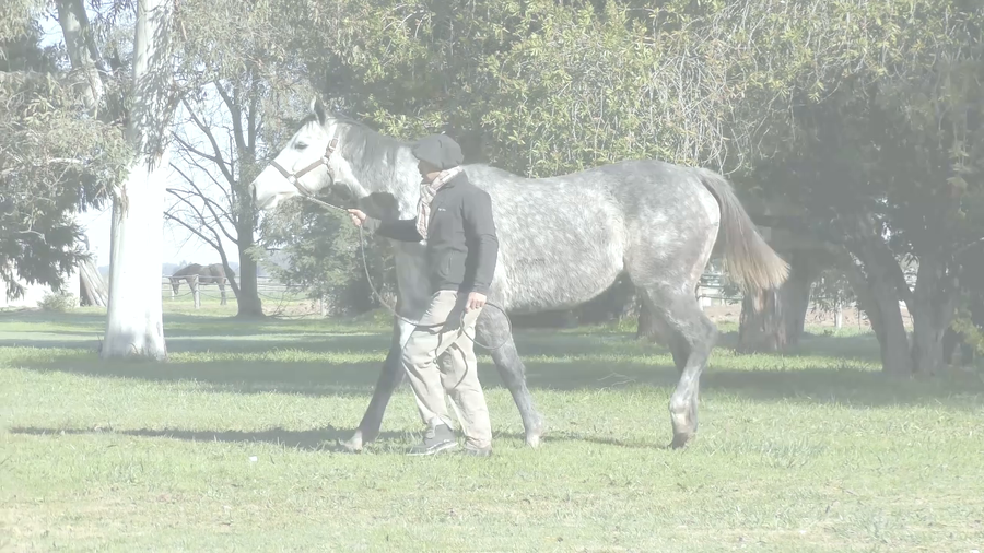 Lote GALANA DEL SUR (EXCHANGE RATE -  GRANDERA)