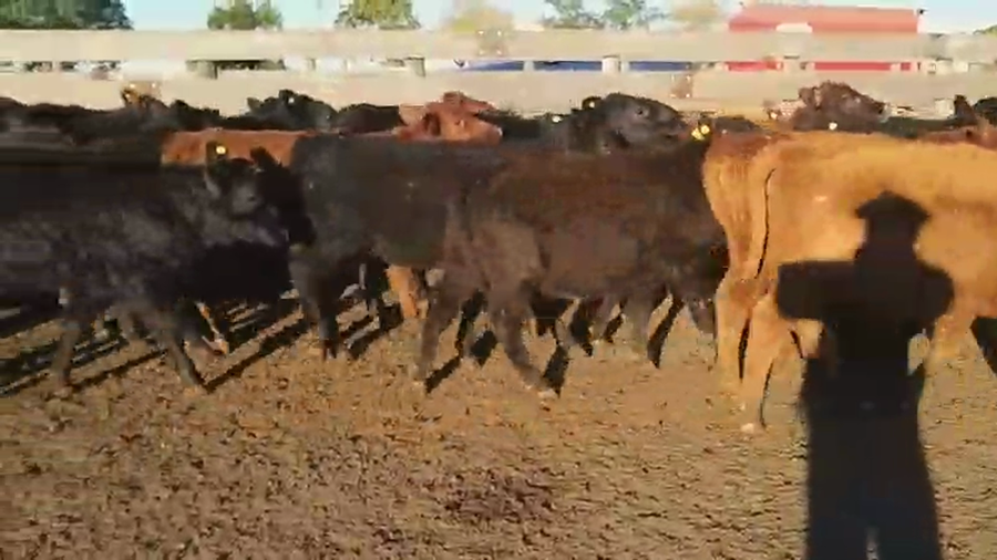 Lote 60 Terneras en Villaguay, Entre Ríos