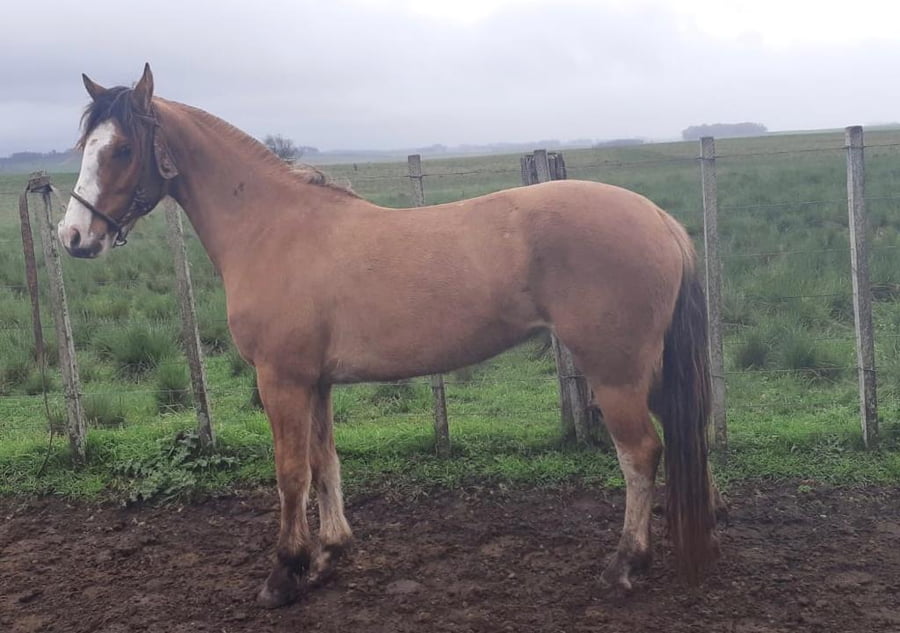 Lote Cabaña "El Espartillo" - RP 93 - Garua El Espartillo