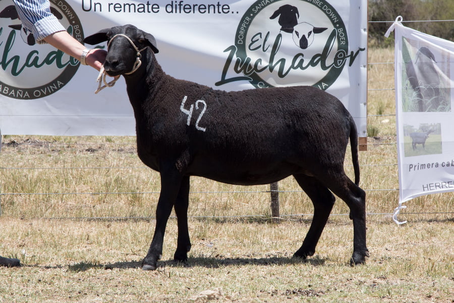 Lote OVINO STA. INES HEMBRA PPC