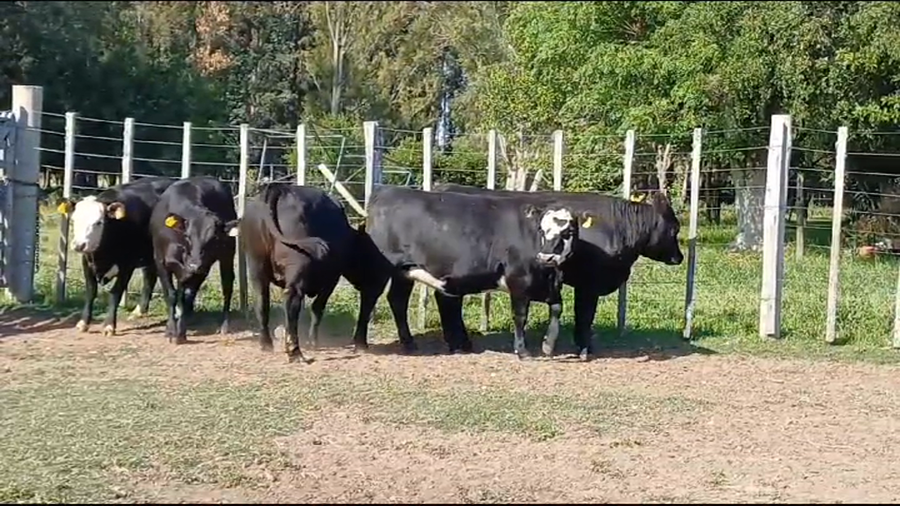 Lote VAQUILLONAS GORDAS