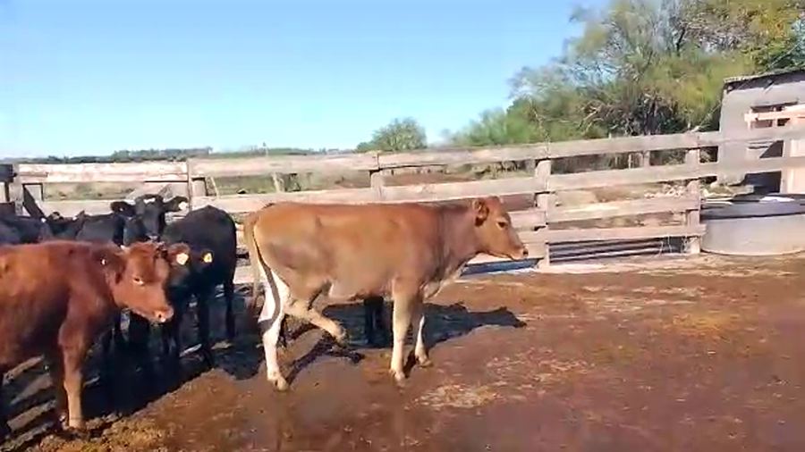 Lote Terneros/as 6H - 2M