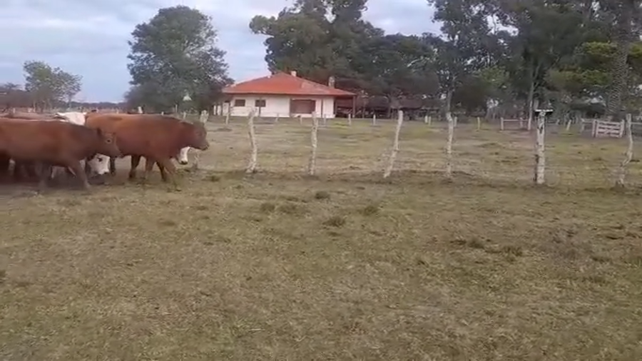Lote 50 Novillitos