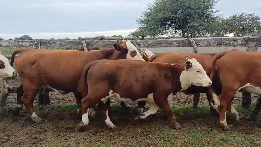 Lote 25 Vaquillonas C/ gtia de preñez