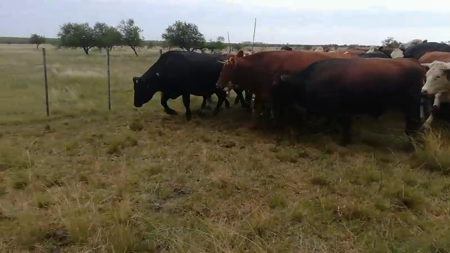 Lote 37 Novillos en Federal, Entre Ríos