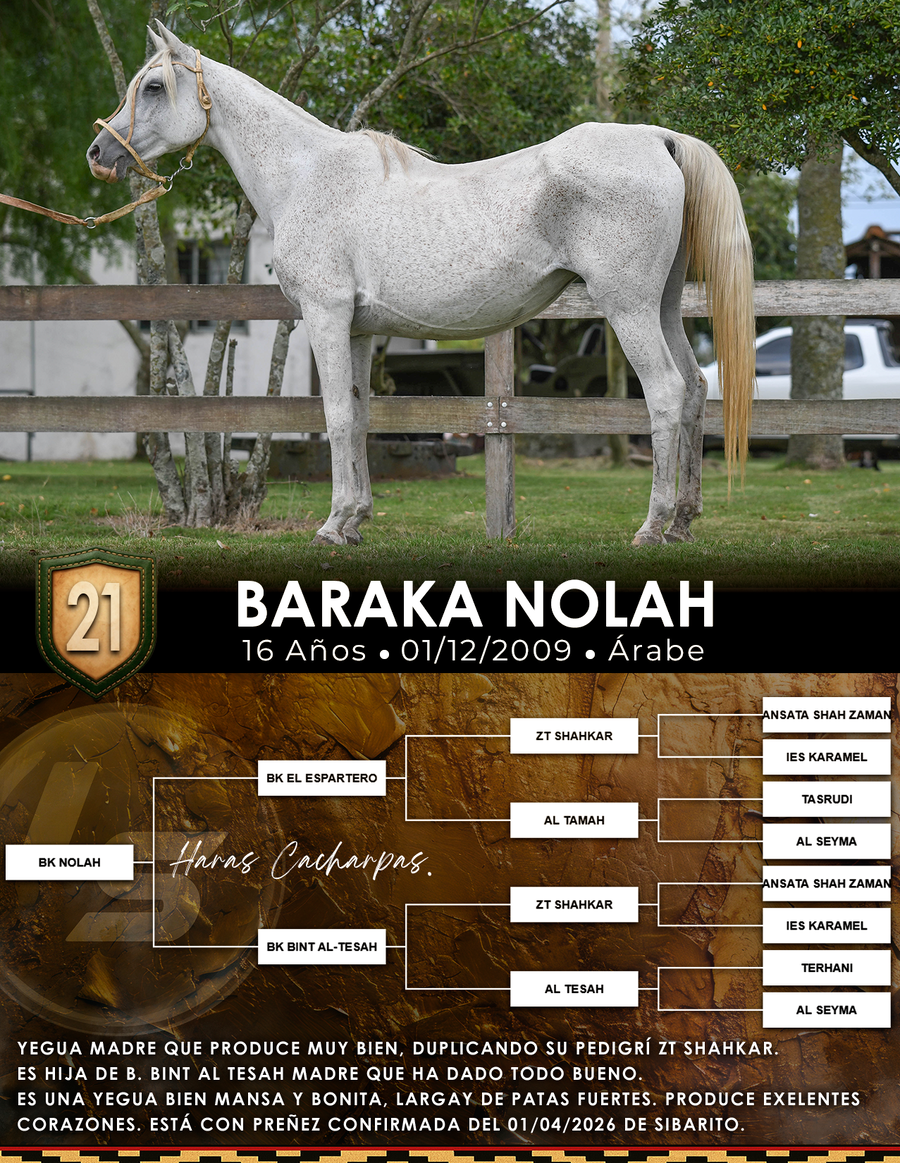 Lote BARAKA NOLAH