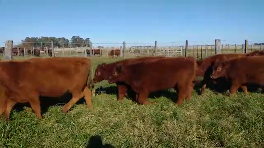 Lote 20 Terneros en Bolívar, Buenos Aires