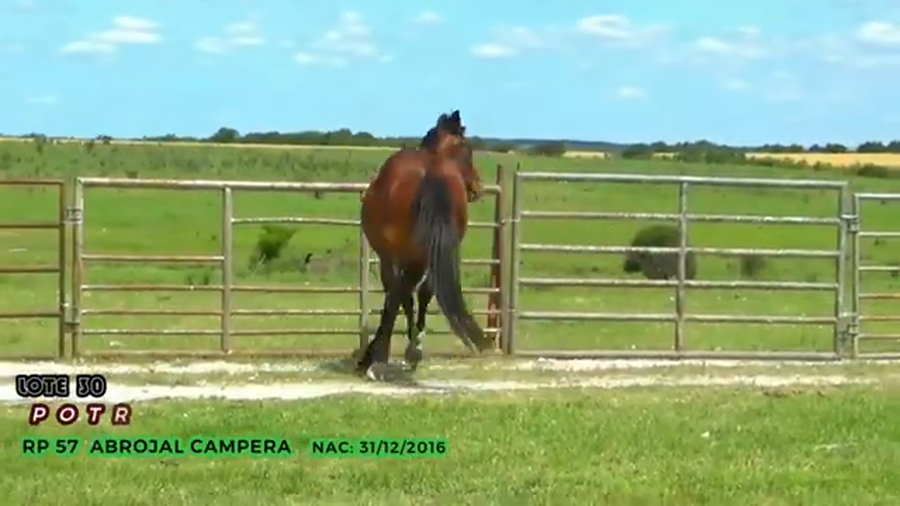 Lote Abrojal Campera