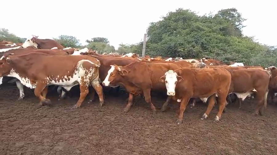 Lote 160 Novillos
