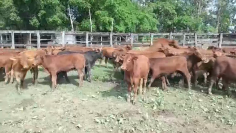 Lote 70 Terneros en Misión San Fco., Formosa