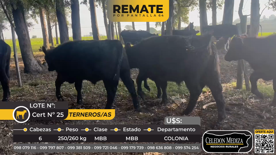 Lote 6 Terneros y Terneras en camino viejo Riachuelo, Colonia