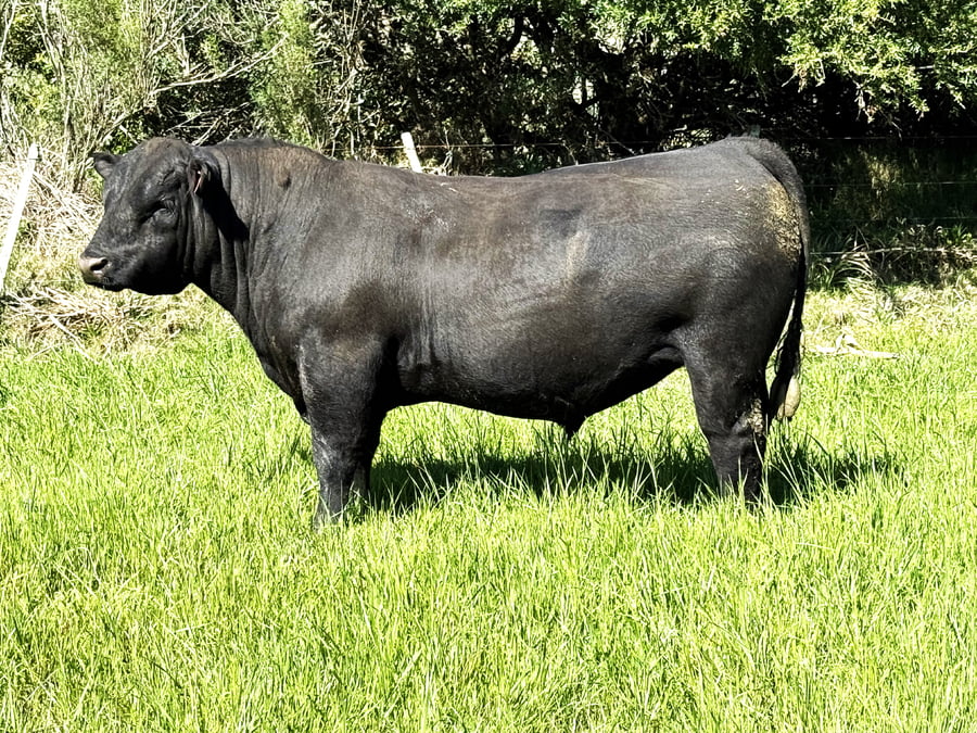 Lote Toros a remate en 4º Remate Don Nestor, Rocha