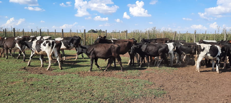Lote 60 Terneros en Gral. Lamadrid, Buenos Aires