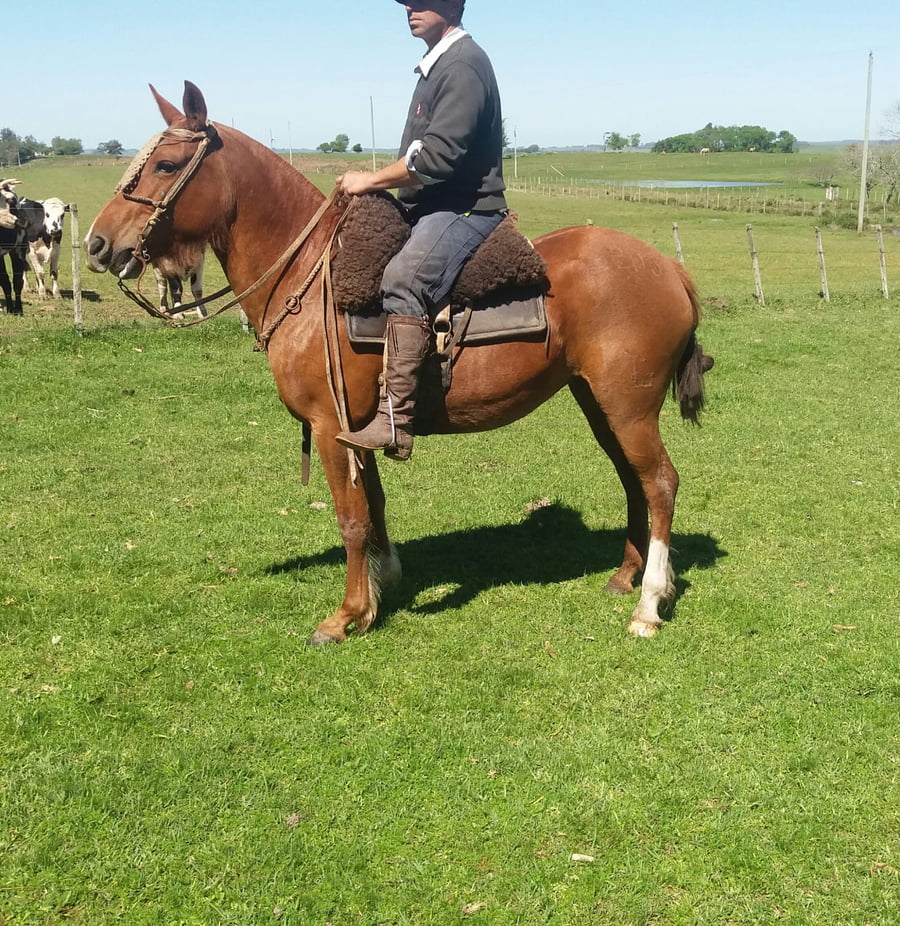 Lote Cabaña "Don Tito" - RP 203 - Uvita Arachán