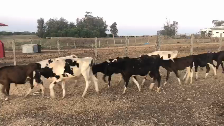 Lote 60 Terneros Holando