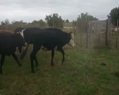 Lote 9 Novillos CRUZAS a remate en Pantalla Aniversario 240kg - , San José
