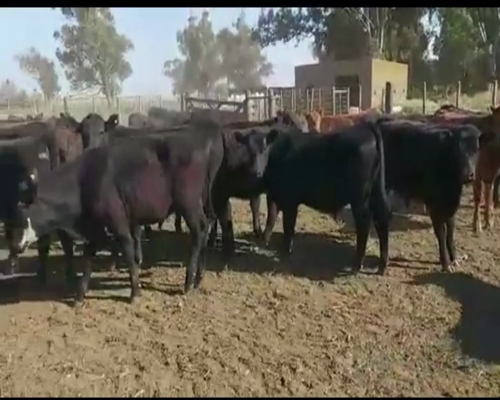 Lote 50 Novillitos en Buenos Aires, Tres Arroyos