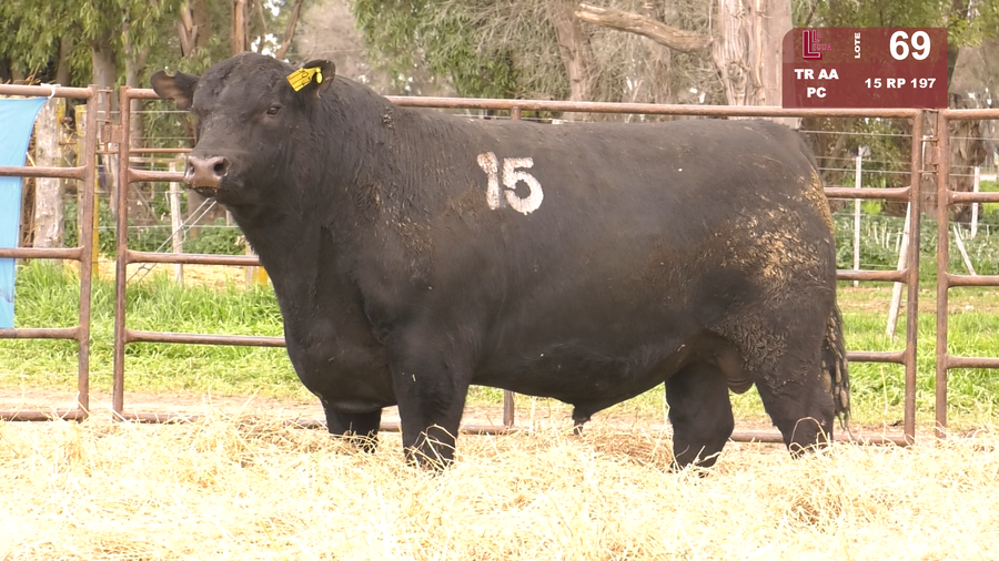 Lote TOROS ANGUS NEGROS  PC