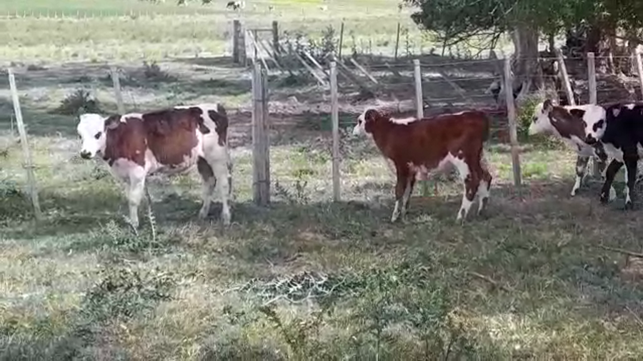 Lote (Vendido)6 Terneros y Terneras NORMANDO a remate en PANTALLA FEDERICO GARLAND 130kg - , Colonia
