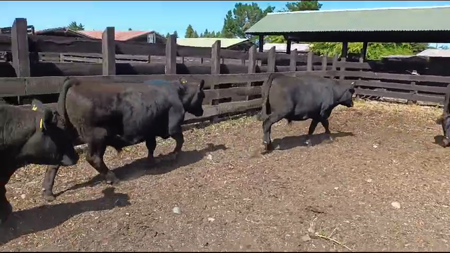 Lote 54 Novillo Engorda en Osorno, X Región Los Lagos