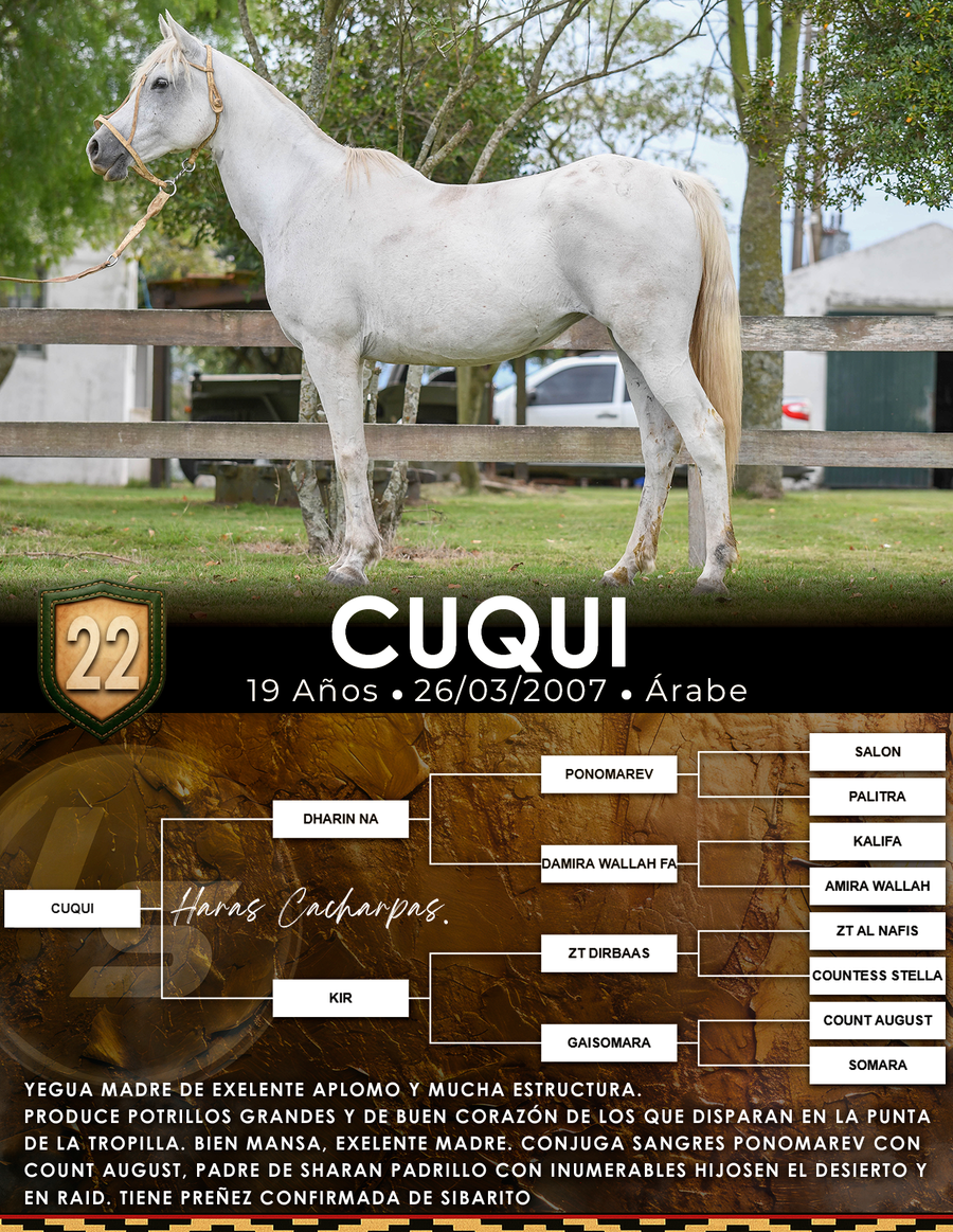 Lote CUQUI
