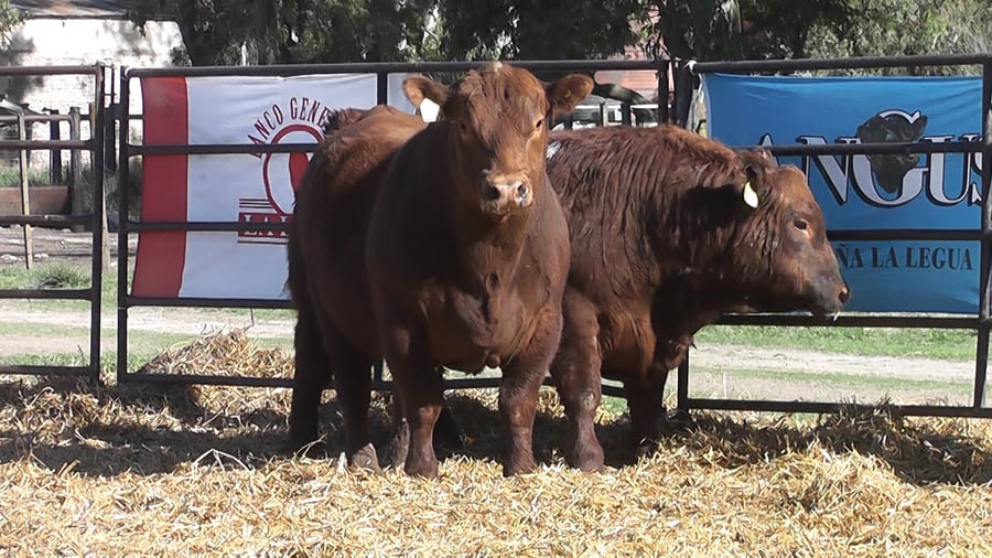 Lote TOROS ANGUS PP