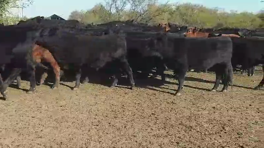 Lote 165 Novillos en Villaguay, Entre Ríos