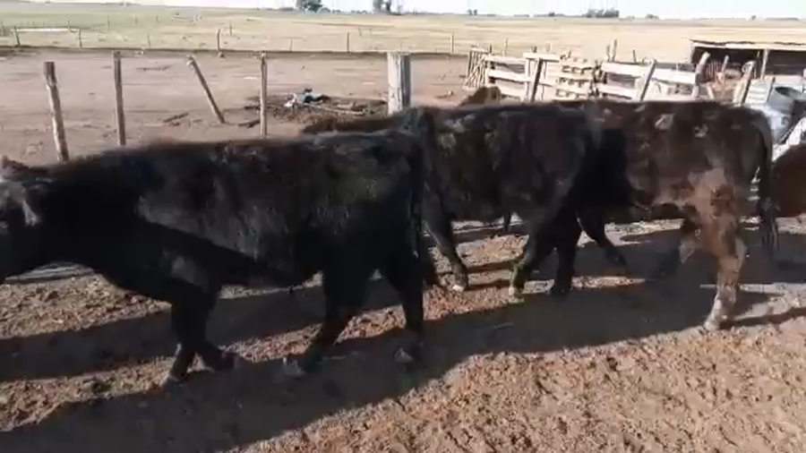 Lote 10 Terneros en Gral. Lamadrid, Buenos Aires