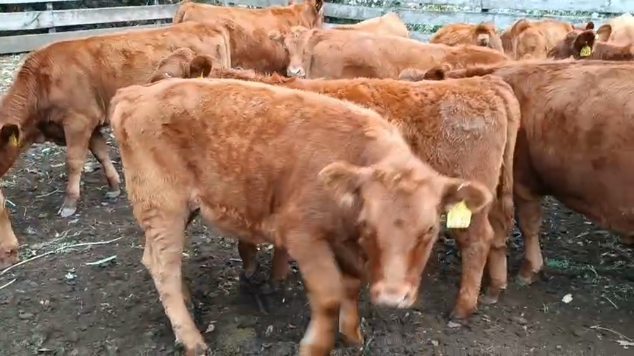 Lote 28 Ternera en Panguipulli, XIV Región Los Ríos