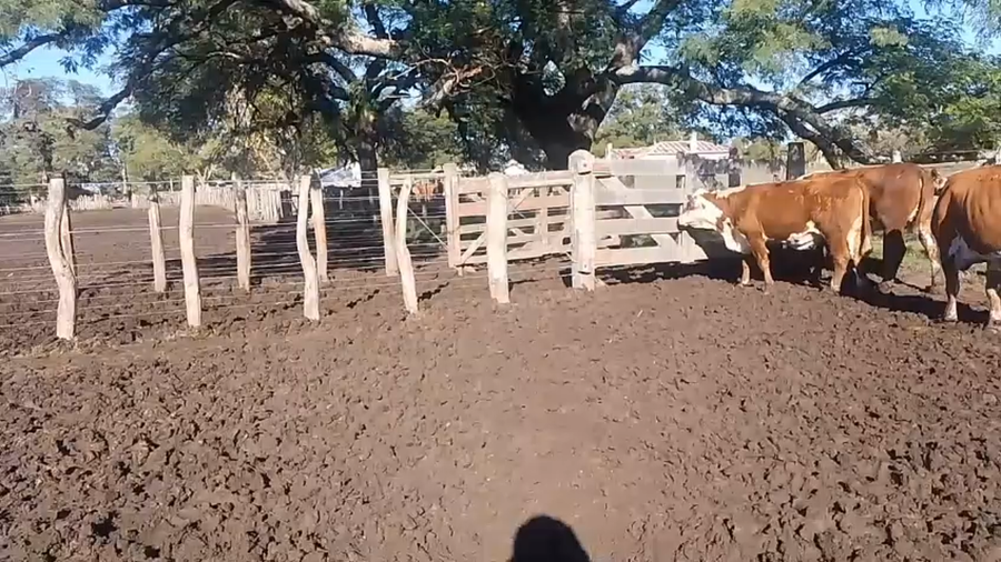 Lote 35 Vacas de invernar