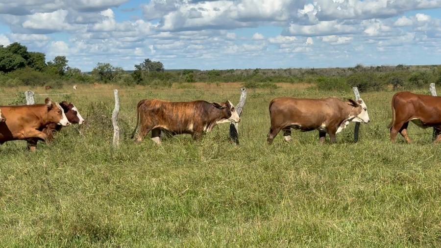 Lote 80 Vaquillonas P/ Servicio  en Corrientes, Mercedes