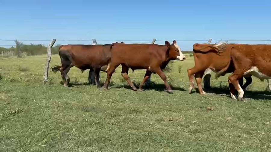 Lote 140 Terneros