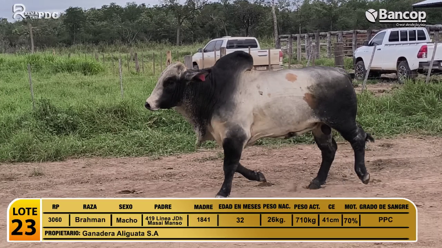 Lote Toros Brahman a remate en Viernes 30 de mayo- Remates PDC, Presidente Hayes