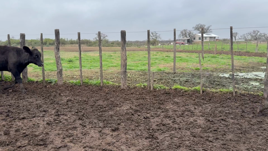 Lote 70 Terneras en Entre Ríos, Villa Paranacito