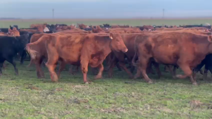 Lote 253 Vacas nuevas y medio diente C/ gtia de preñez