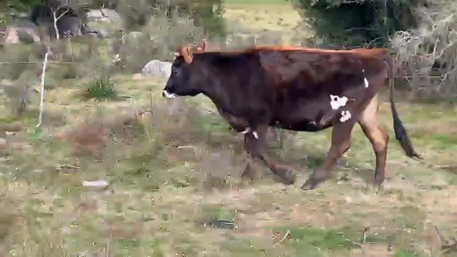 Lote 5 Vaquillonas  a remate en Pantalla Camy 450kg - , San José