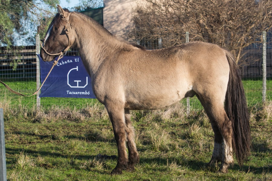 Lote TALERO DEL CENCERRO