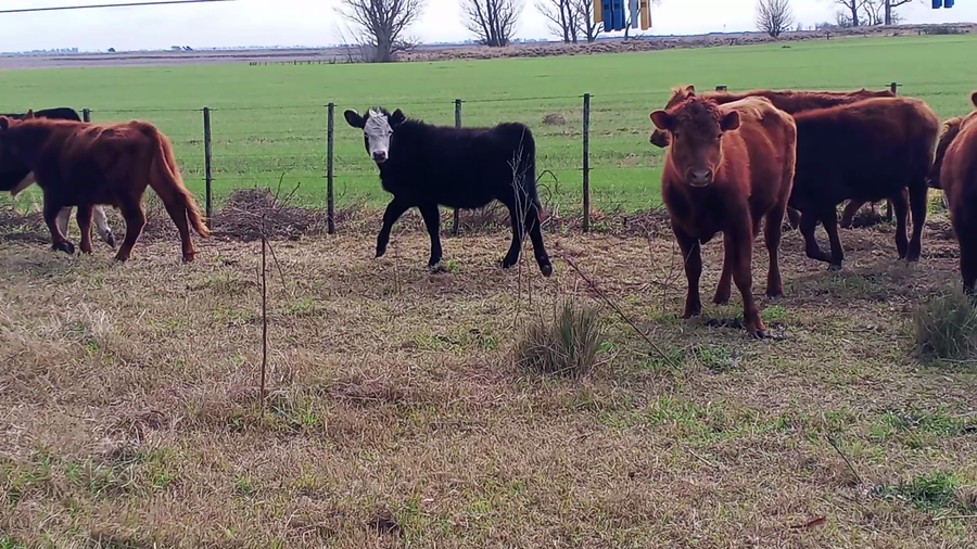Lote 19 Terneros/as en Salazar