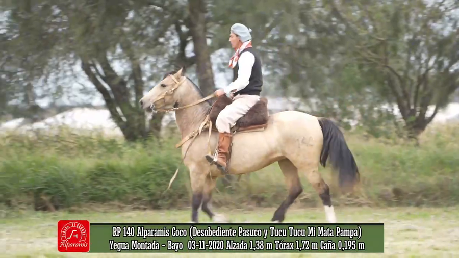Lote Yegua montada de trabajo