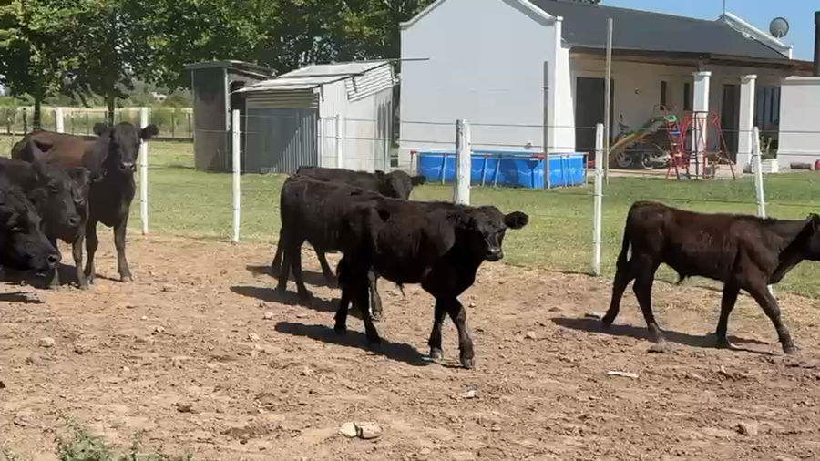 Lote 42 AL CORTE nuevas C/ cria Y NUEVAMENTE PREÑADA
