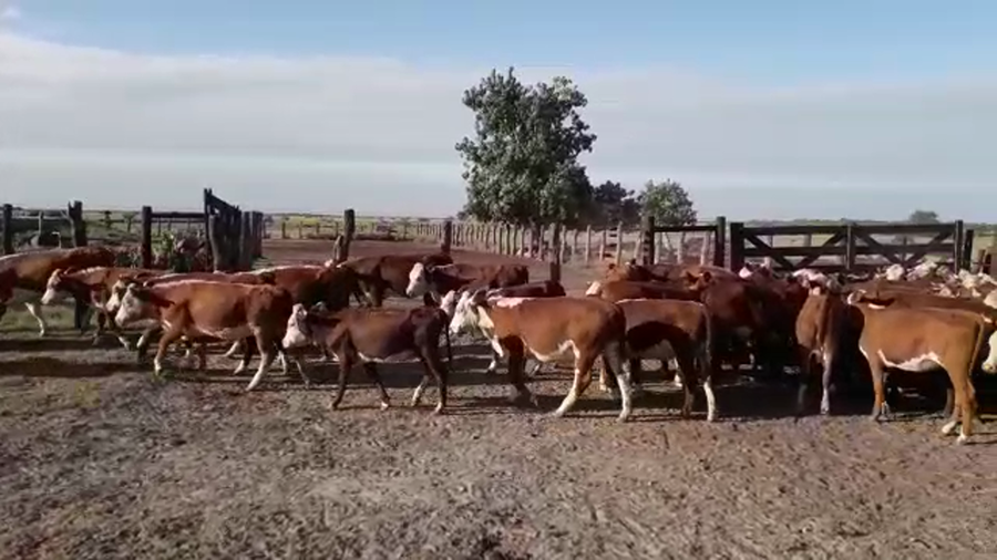 Lote 115 Terneras en Santa Fe, San Javier