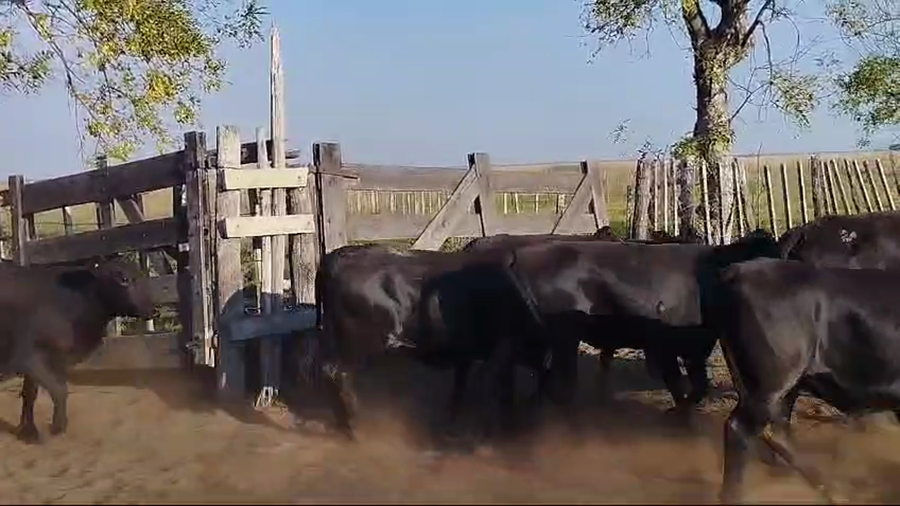 Lote 103 Vaquillonas C/ gtia de preñez